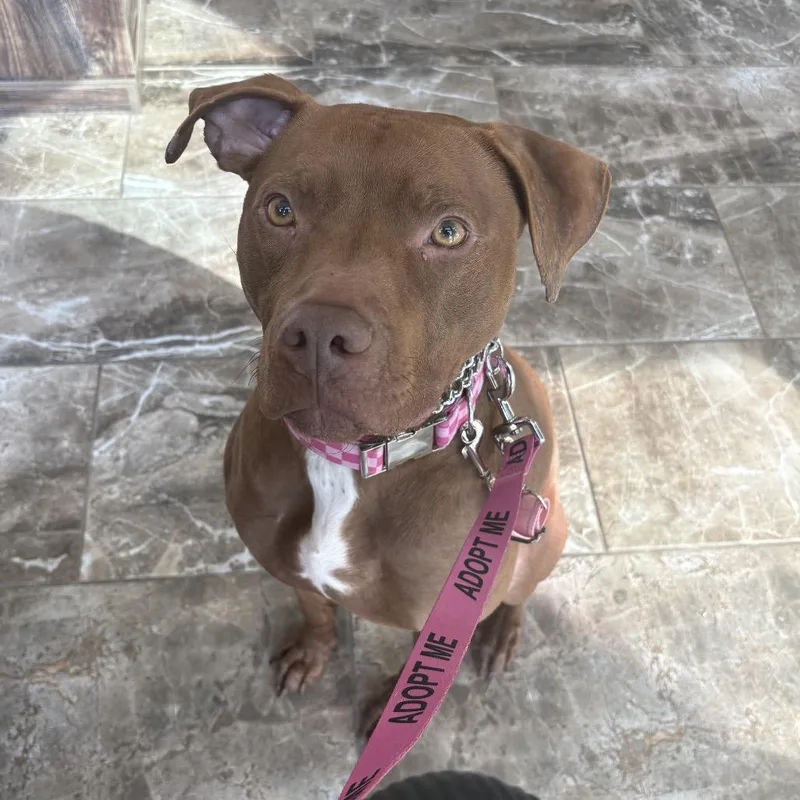 Destinypenny thumbnail 4