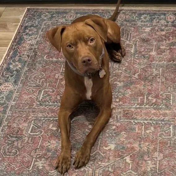 Destinypenny thumbnail 5