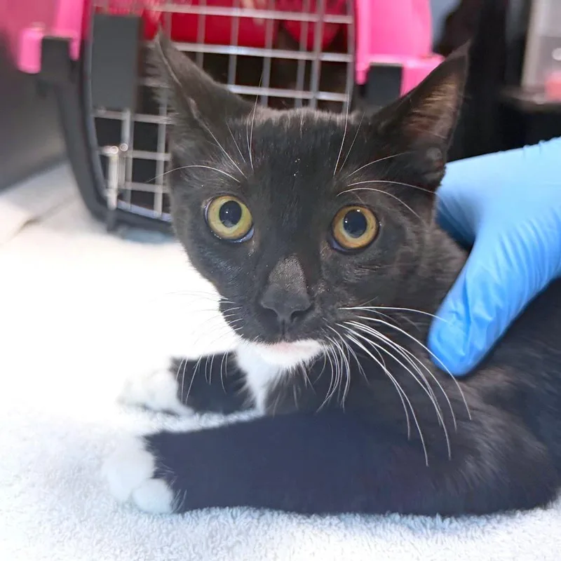 A baby small-sized female Black Domestic Short Hair cat named Fernanda for adoption in Providence, RI