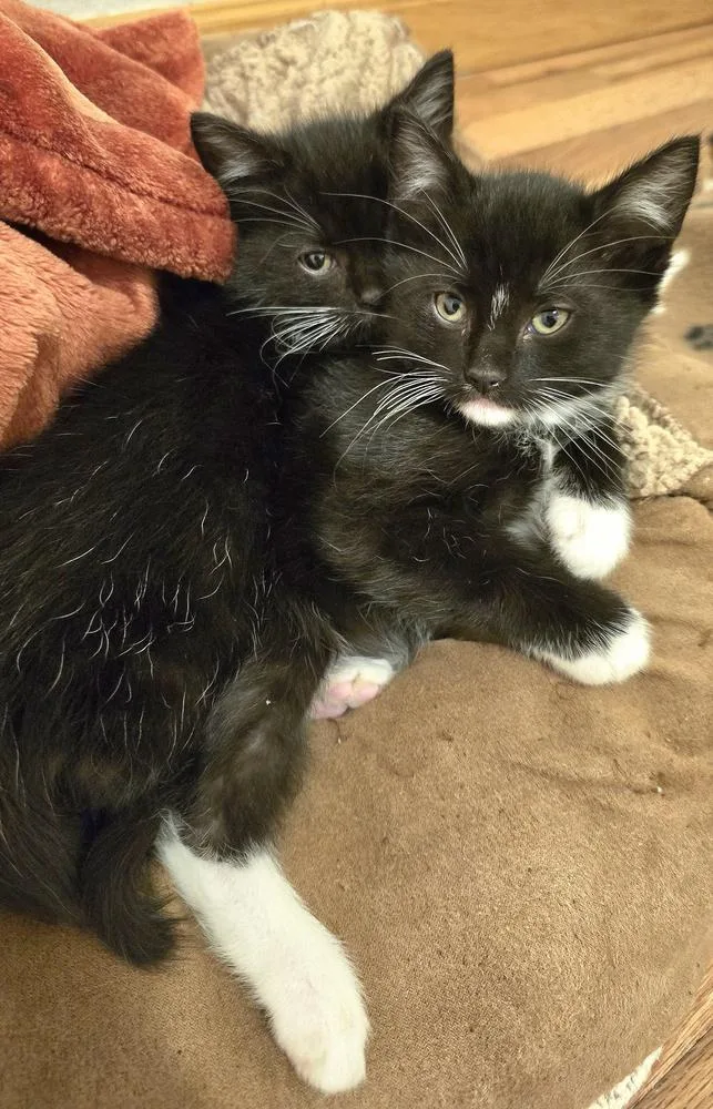 A baby small-sized female Black & White / Tuxedo Domestic Short Hair cat named Krystal for adoption in Vancouver, WA
