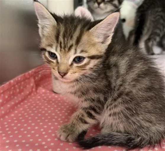 A baby small-sized female Domestic Short Hair cat named Tilapia for adoption in Redlands, CA