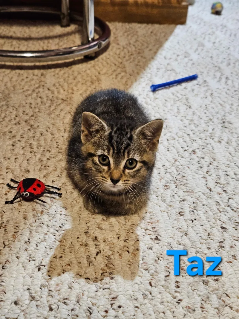 A baby small-sized male Tabby (Brown / Chocolate) Domestic Short Hair cat named Taz for adoption in Hartville, OH