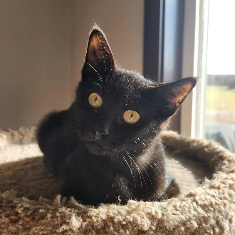 Sylvester thumbnail 2