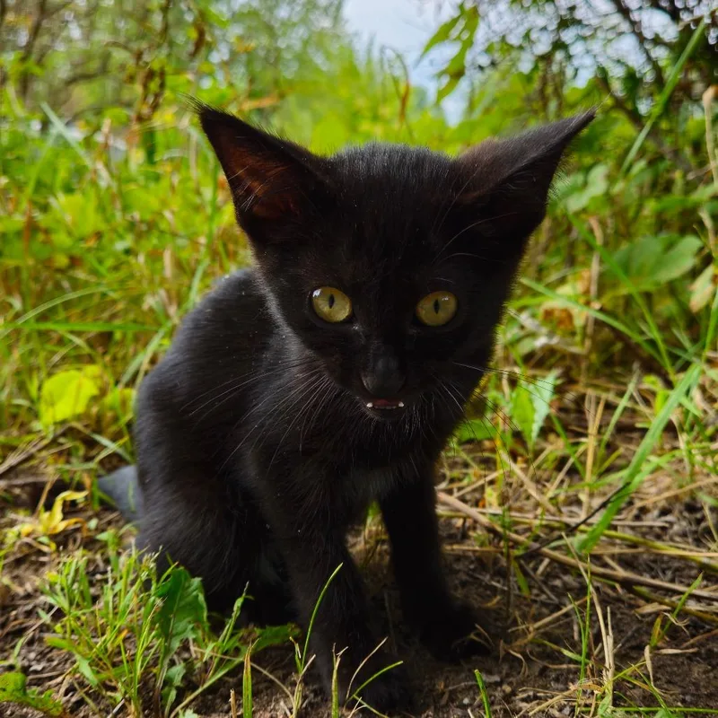 Sylvester thumbnail 4