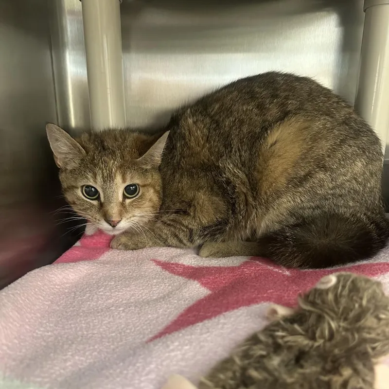 An adult medium-sized female Brown / Chocolate Domestic Short Hair cat named Felicity for adoption in Columbia Station, OH
