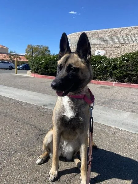 Diamond Girl thumbnail 2