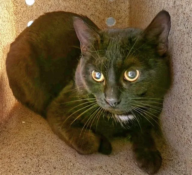 An adult medium-sized male Domestic Short Hair cat named Uno for adoption in Anchorage, AK