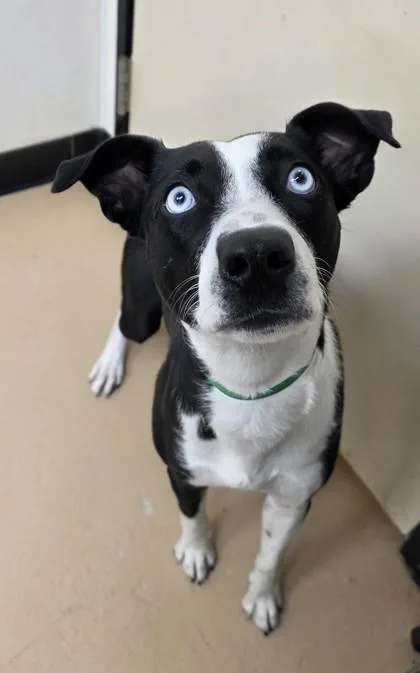 An adult large-sized female Australian Shepherd dog named Lulu for adoption in Phoenix, AZ