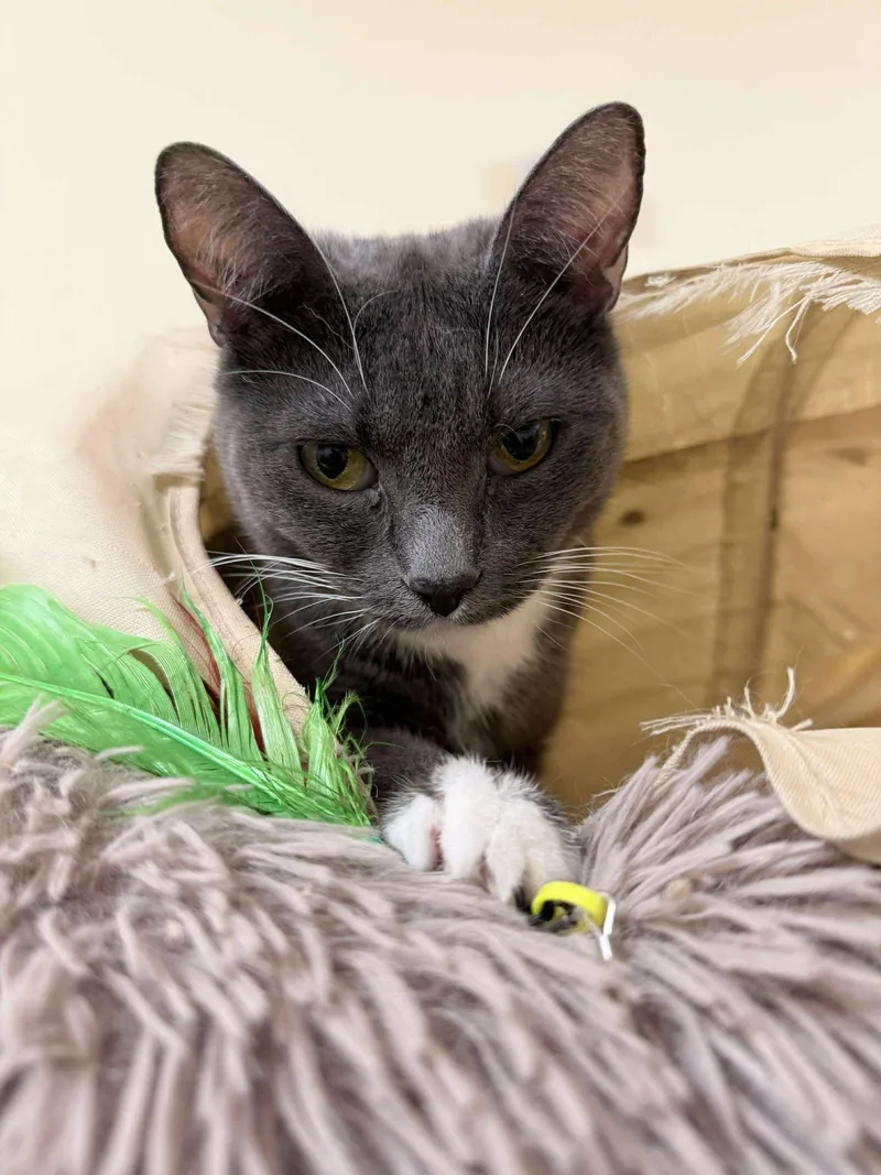 A young medium-sized female Gray & White Tuxedo cat named Eloise for adoption in HEMET, CA