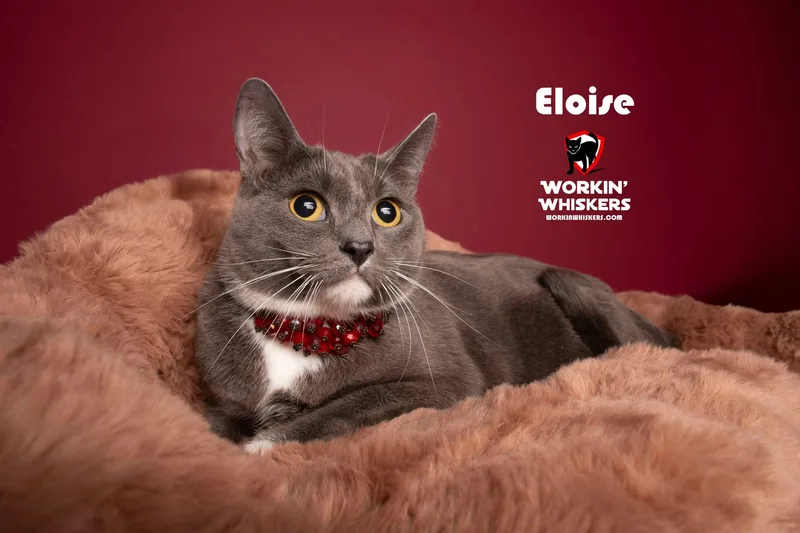 Eloise thumbnail 2