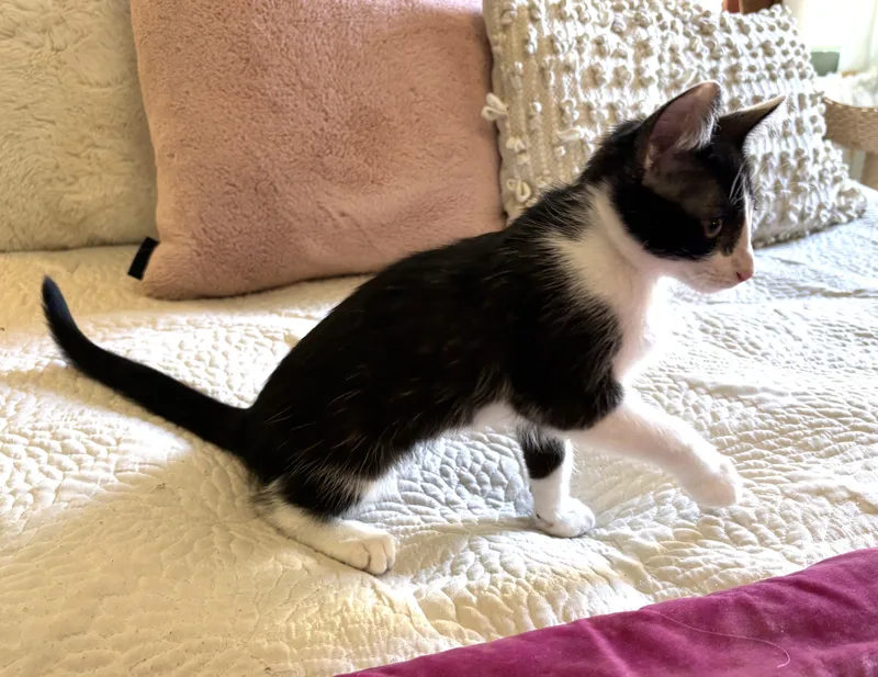 A baby small-sized male Black & White / Tuxedo Tuxedo cat named Tuxie for adoption in Burbank, CA
