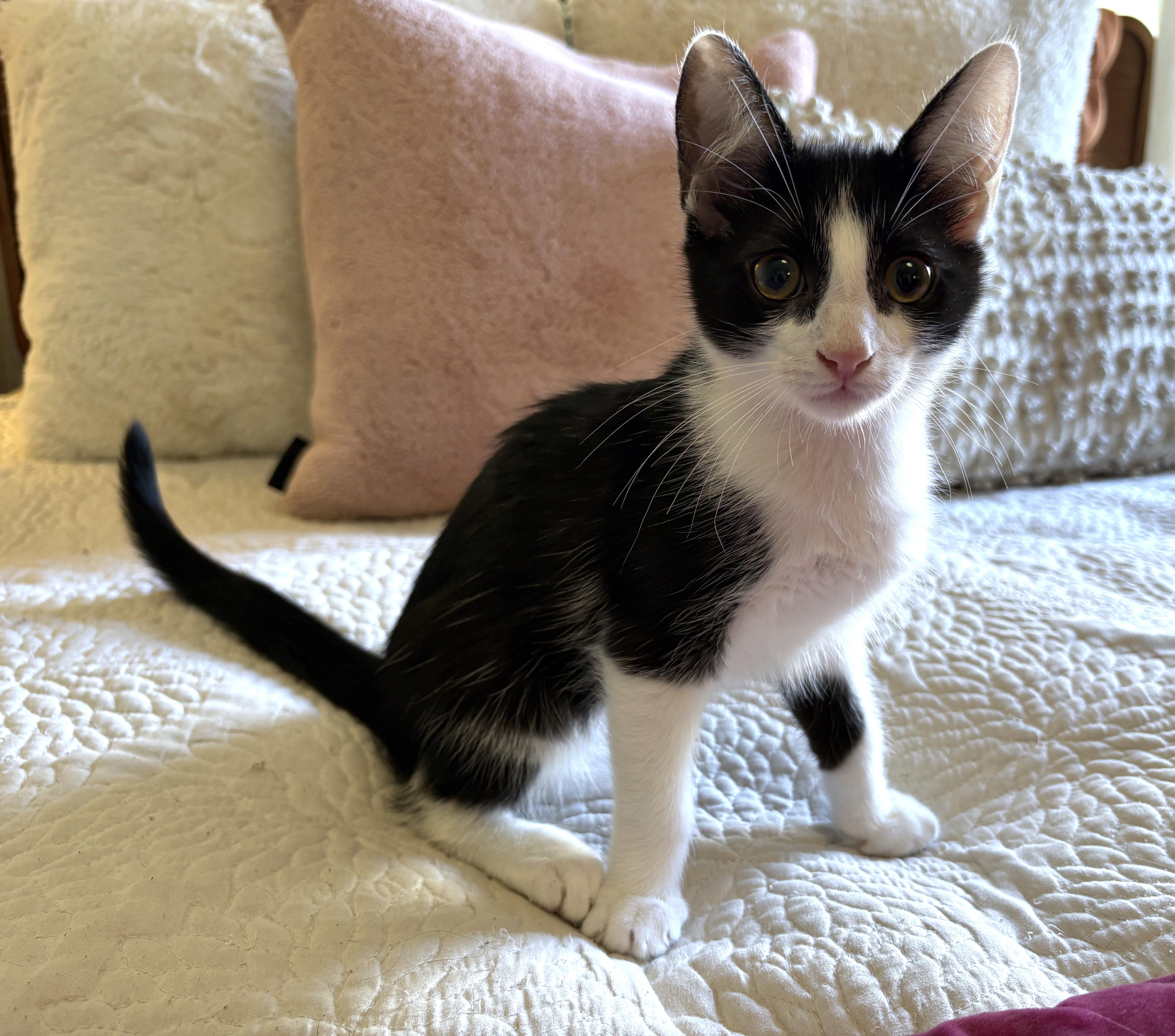 Tuxie thumbnail 2