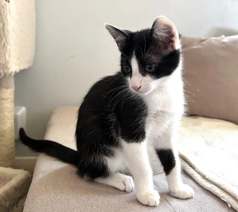 Tuxie thumbnail 3