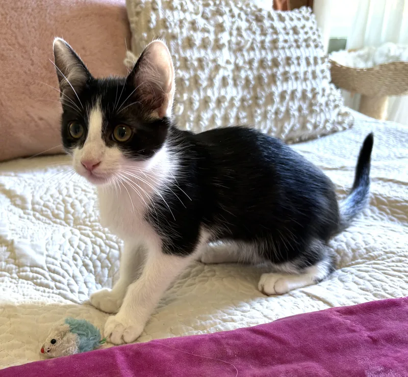 Tuxie thumbnail 5