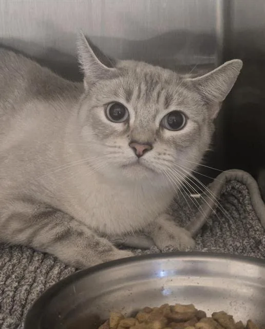 An adult medium-sized female Domestic Short Hair cat named Ghost for adoption in Auburn, CA