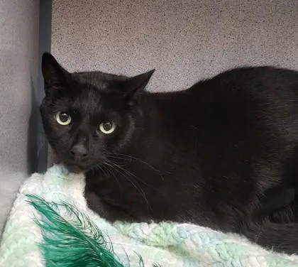 An adult medium-sized male Black Domestic Short Hair cat named Mitchell for adoption in Canon City, CO