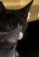 A young medium-sized male Domestic Short Hair cat named Tubby for adoption in Washington, DC