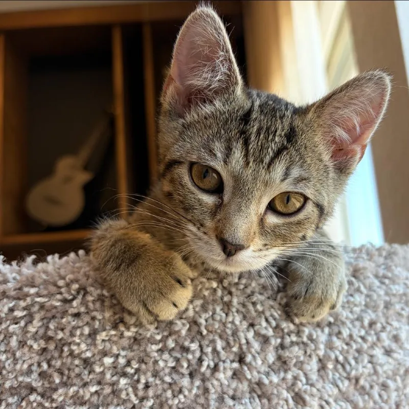 A baby small-sized female Brown / Chocolate Domestic Short Hair cat named Paris for adoption in Las Vegas, NV