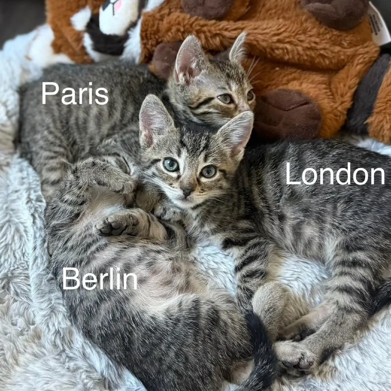 Paris thumbnail 2