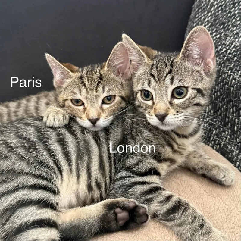 Paris thumbnail 3