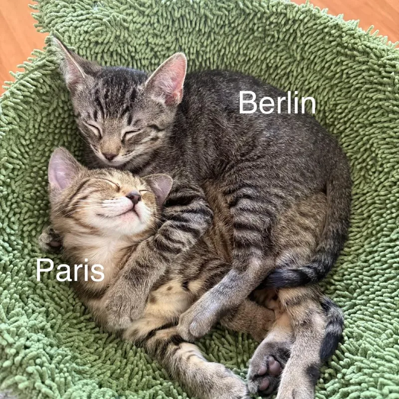 Paris thumbnail 4