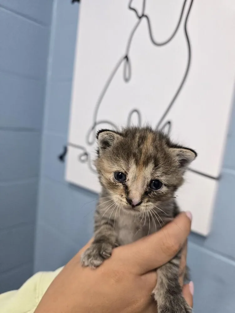 A baby small-sized female Domestic Short Hair cat named Cup for adoption in Evansville, IN