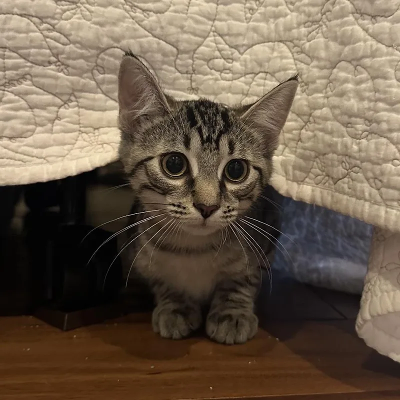A baby small-sized female Brown / Chocolate Domestic Short Hair cat named Sabrina Carpenter for adoption in Gibsonia, PA