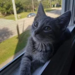 An adult large-sized male Gray / Blue / Silver Domestic Short Hair cat named Flea for adoption in DeKalb, IL