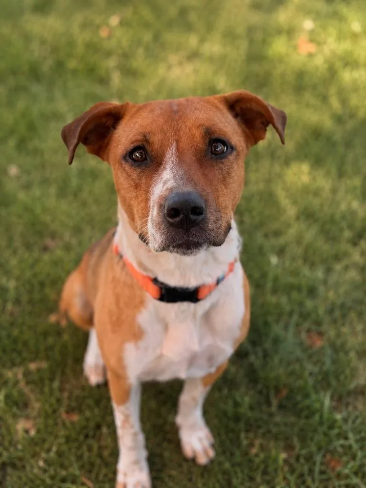 A baby large-sized female Cattle Dog dog named Daisy for adoption in Pleasant Hill, CA
