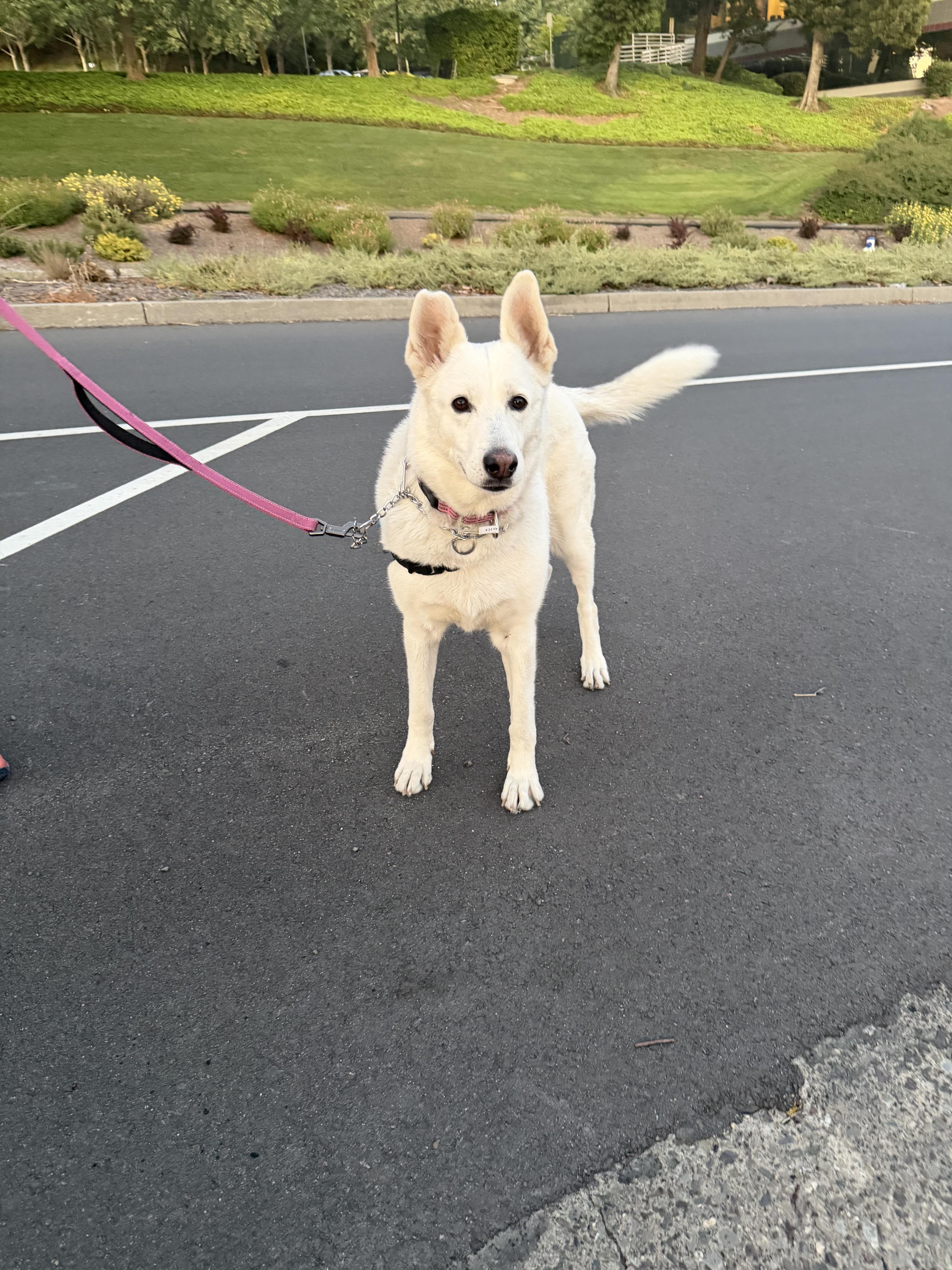 An adult large-sized female White / Cream White German Shepherd dog named Alice for adoption in San Rafael, CA