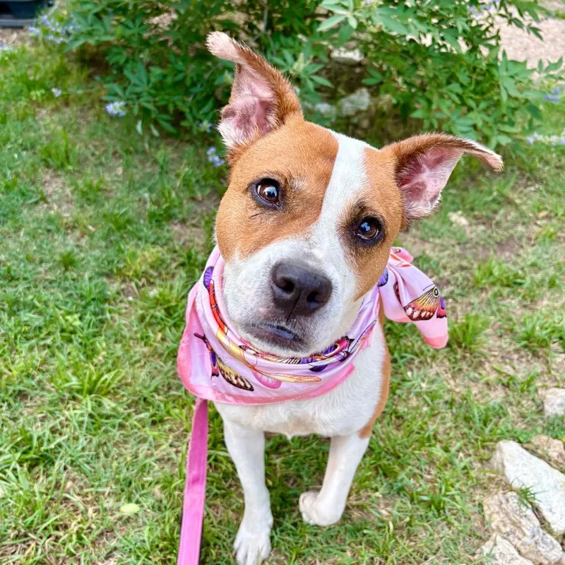 A senior medium-sized female Brown / Chocolate Terrier dog named Daisy for adoption in Austin, TX