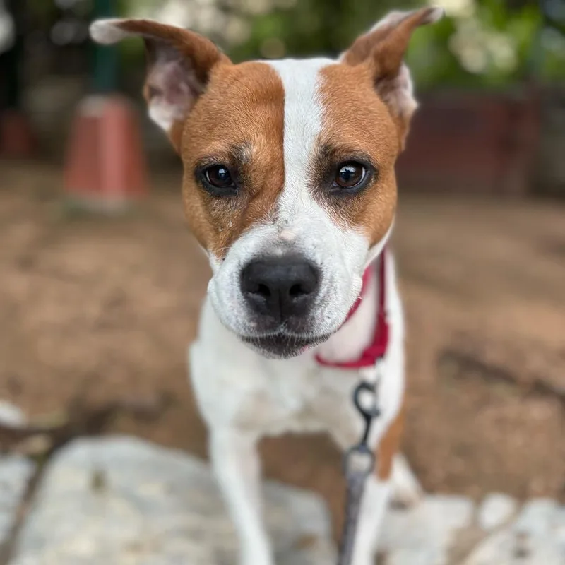 Daisy thumbnail 2