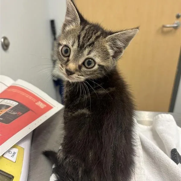 A baby small-sized male Brown / Chocolate Domestic Short Hair cat named Mr. Peanut Butter for adoption in Jacksonville, FL