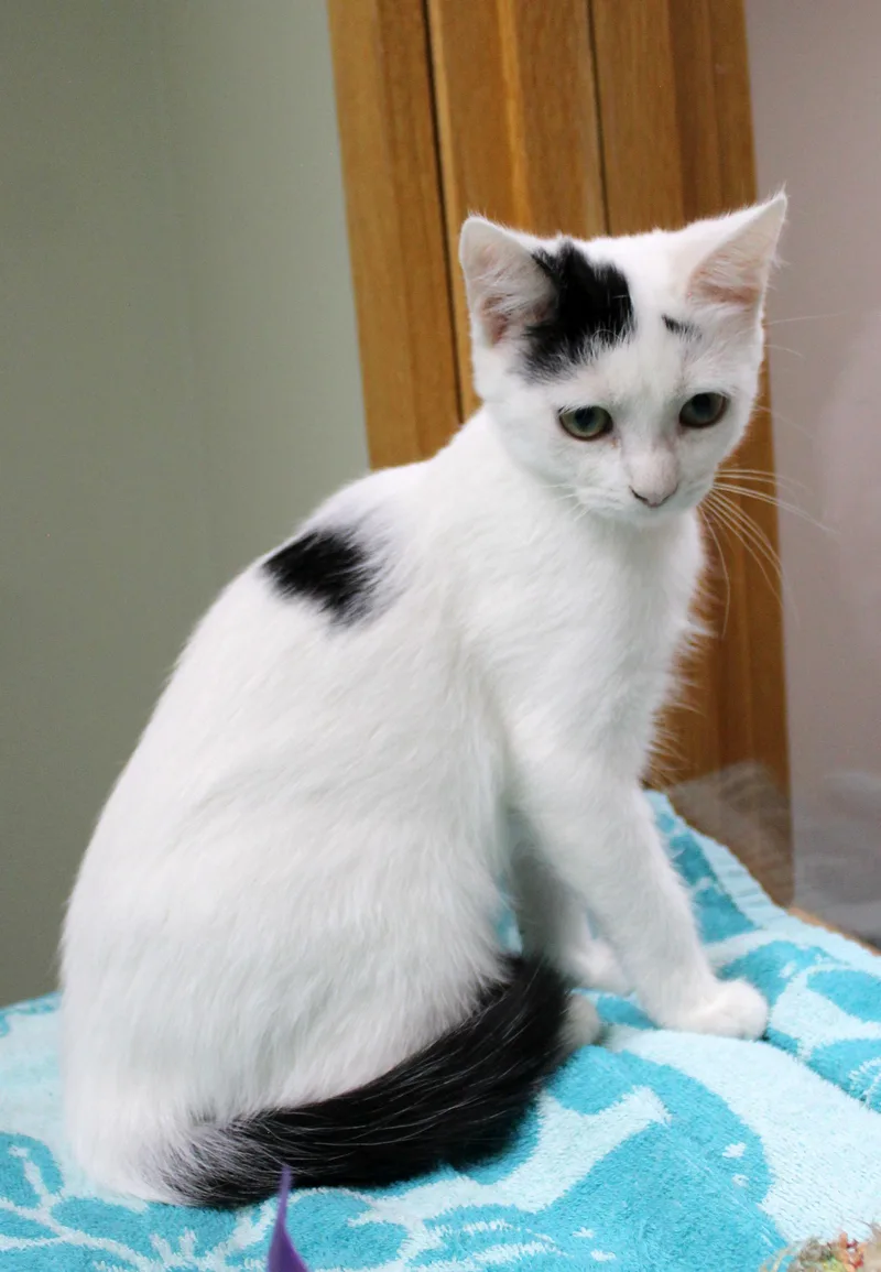 A baby medium-sized female Domestic Short Hair cat named Zenobia for adoption in Portage, WI