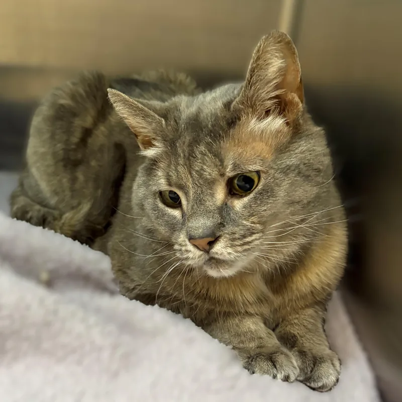 A senior medium-sized female Dilute Tortoiseshell Domestic Short Hair cat named Minna for adoption in Columbia, MD