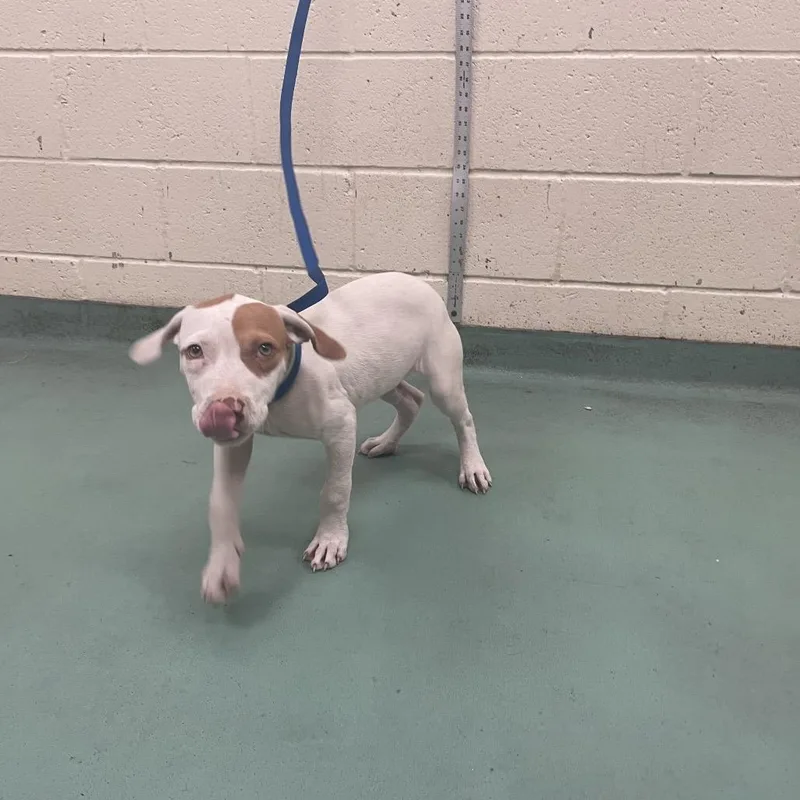 A young small-sized female White / Cream Mixed Breed dog named Crumb for adoption in Memphis, TN
