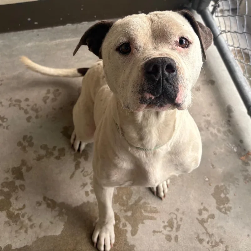 An adult medium-sized male White / Cream Pit Bull Terrier dog named IVHSStray for adoption in San Gabriel, CA