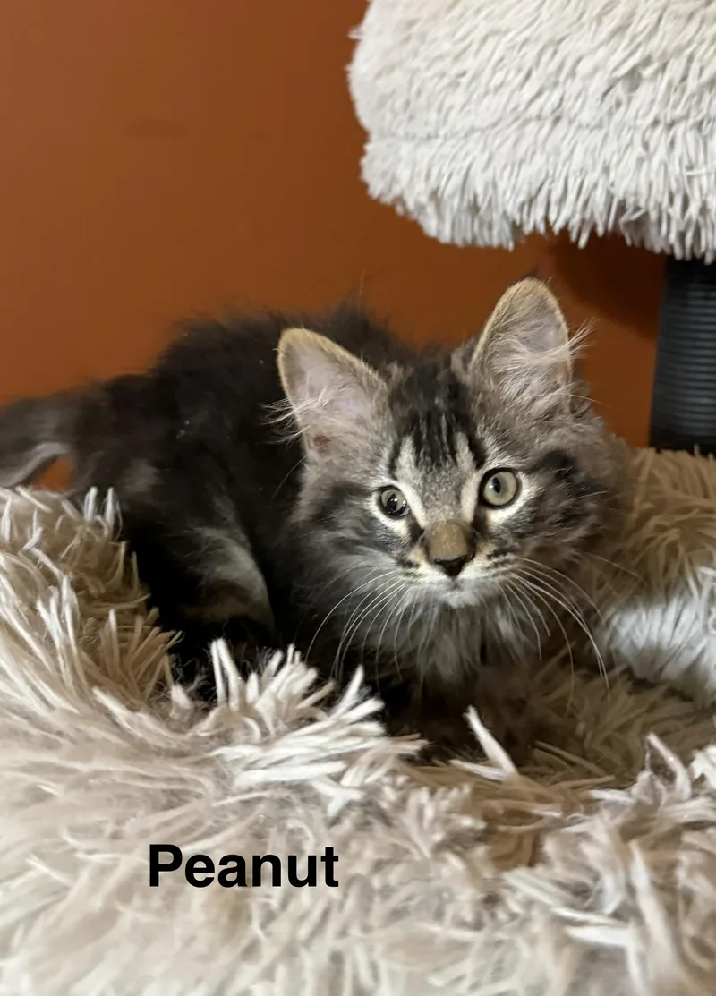 A baby medium-sized female Tabby (Brown / Chocolate) Domestic Short Hair cat named Peanut for adoption in South Elgin, IL