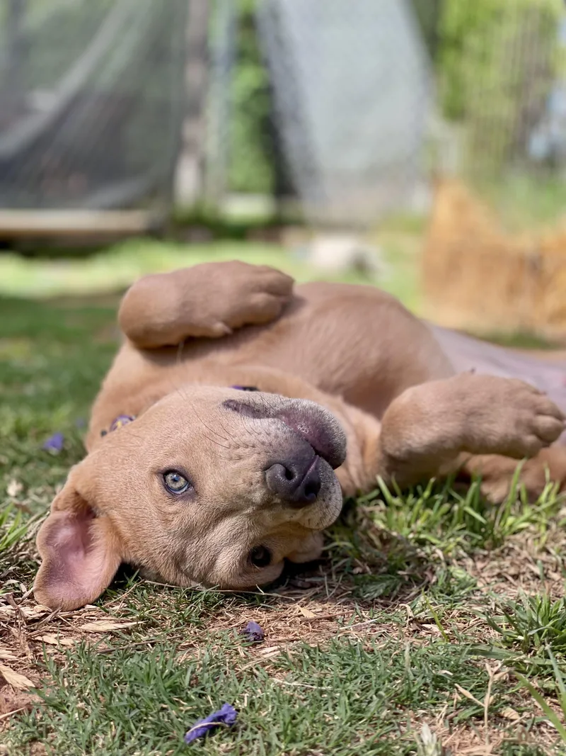 Savannah thumbnail 4