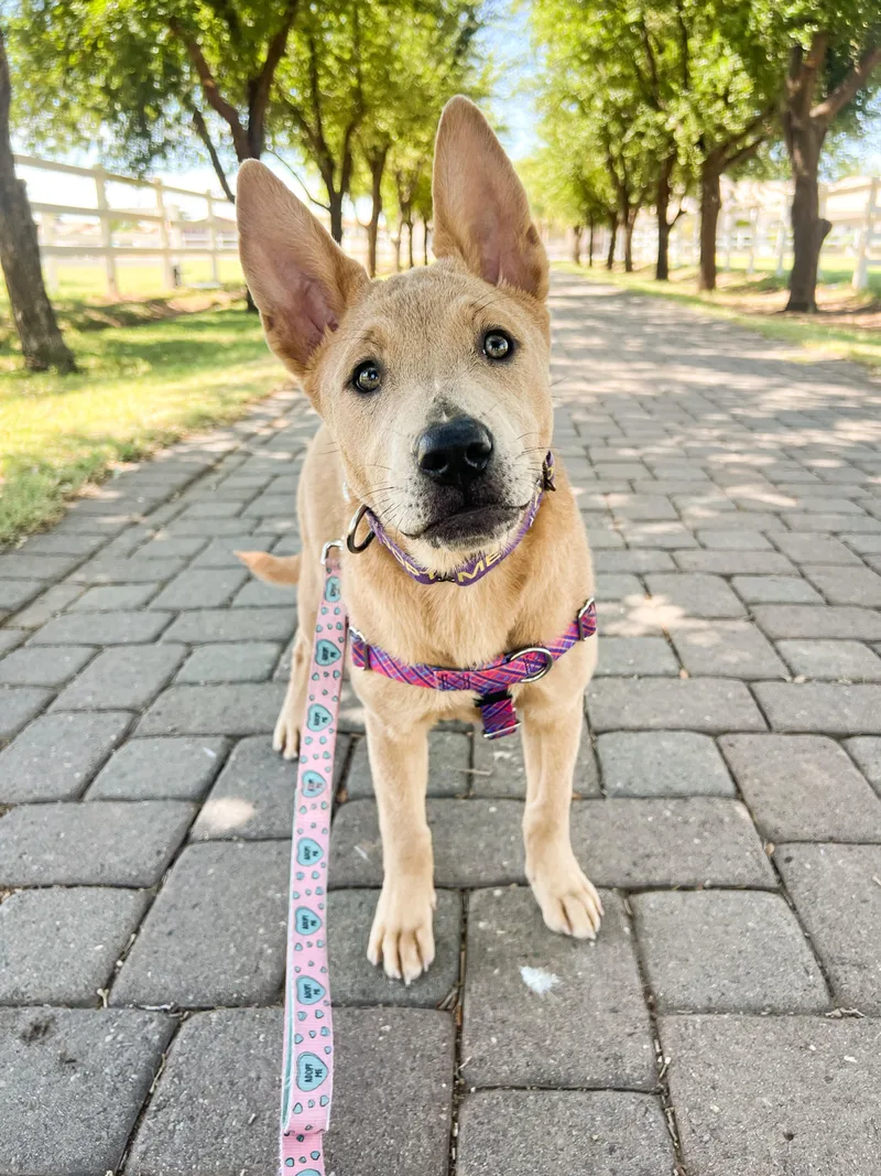 Savannah thumbnail 5