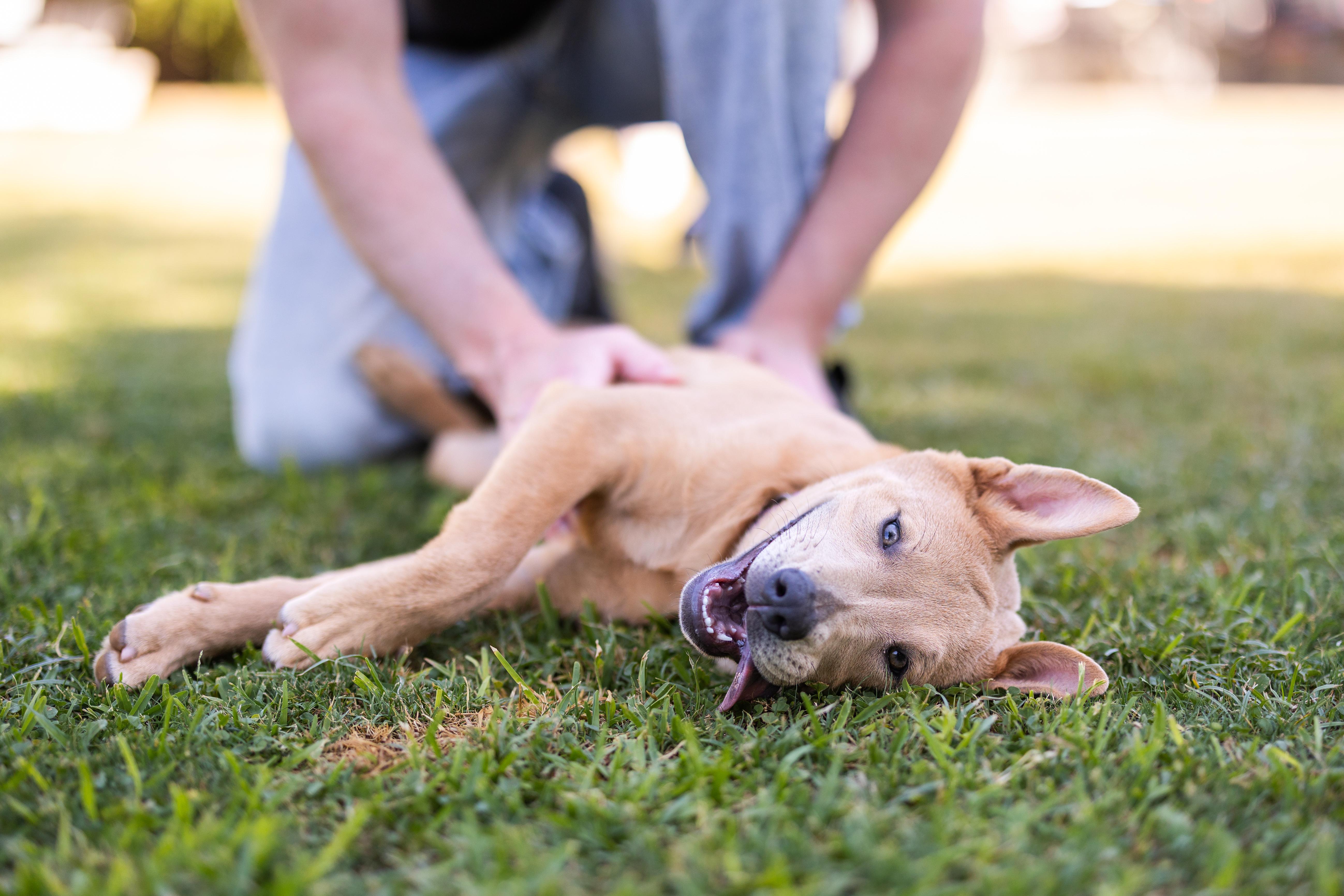 Savannah thumbnail 6