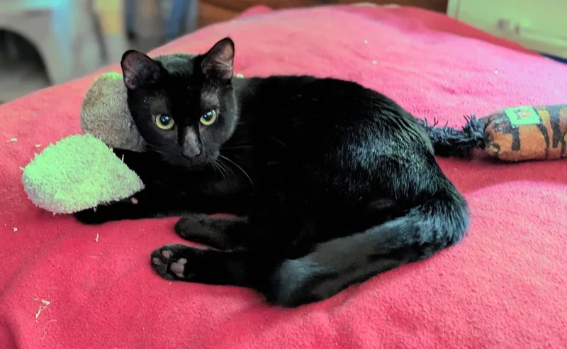 An adult medium-sized male Black Domestic Short Hair cat named Onyx for adoption in San Jose, CA