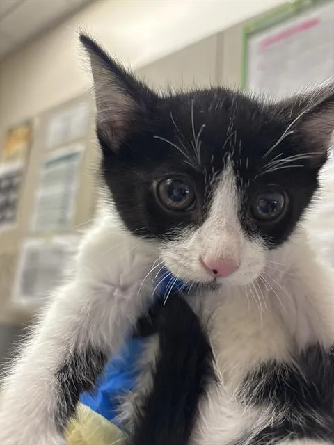 A baby small-sized male Domestic Medium Hair cat named Zachary for adoption in Las Vegas, NV