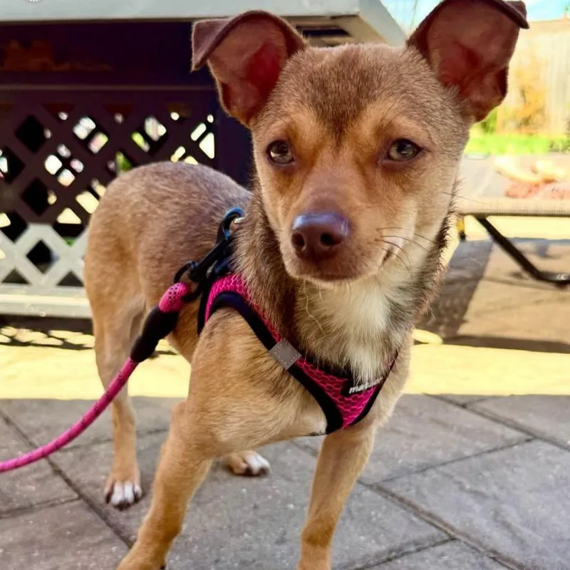 A young small-sized male Chihuahua dog named Taco for adoption in Philadelphia, PA