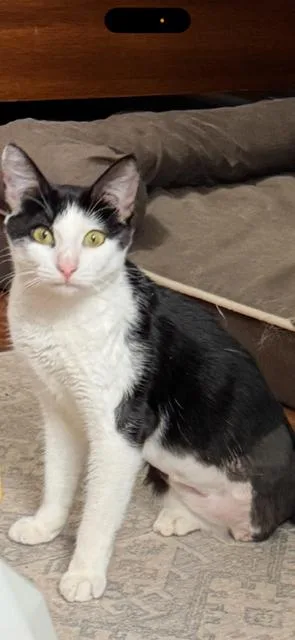 An adult medium-sized female Black & White / Tuxedo Domestic Short Hair cat named Emerald for adoption in Frisco, TX
