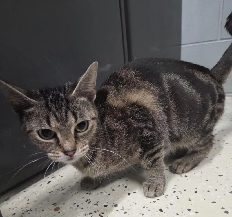 A young medium-sized female Domestic Short Hair cat named Amelia for adoption in Muskegon, MI