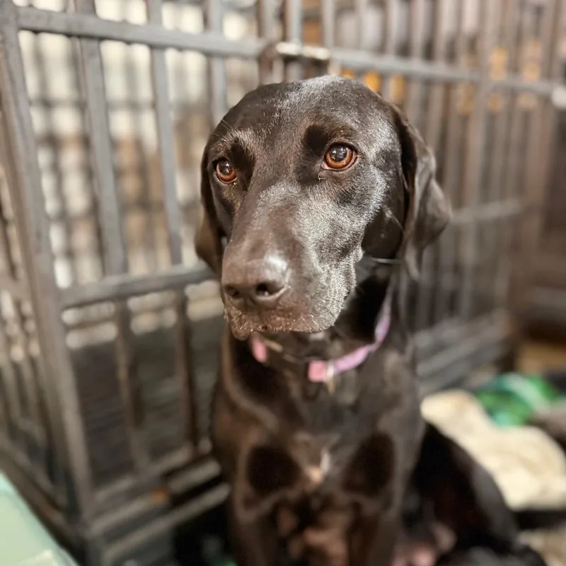 A young medium-sized female Black Labrador Retriever dog named Mom Lab for adoption in Huntsville, AL