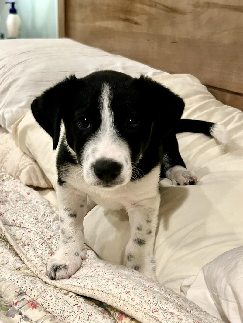 A baby large-sized male German Shorthaired Pointer dog named Owen for adoption in Fosters, AL