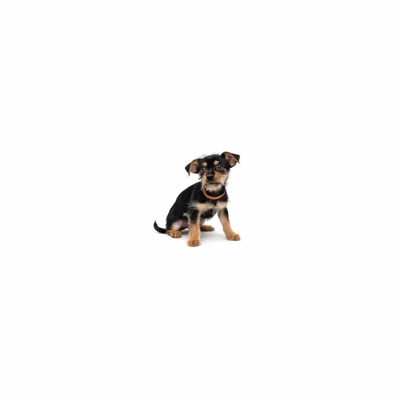 A baby small-sized female Black Chihuahua dog named Togepi for adoption in Playa Vista, CA