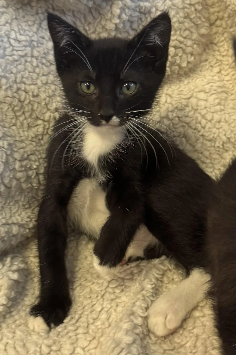 A baby small-sized male Black & White / Tuxedo Tuxedo cat named Blackberry for adoption in Walnut Creek, CA